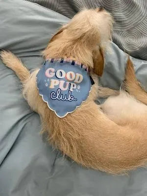 Packed Party Dog Bandana - Good Pup Club